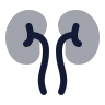 Kidneys icon preview
