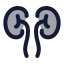 Kidneys icon with duotone rounded style