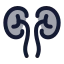 Kidneys icon with duotone standard style