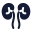 Kidneys icon with solid standard style