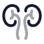 Kidneys icon with twotone rounded style
